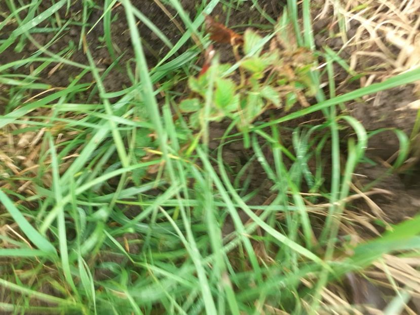 UTTA1036 - 005 Gradina de la Cordun 05 06 05 2020