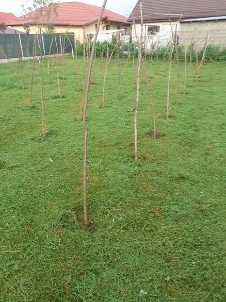 WVPF8976 - 005 Gradina de la Cordun 05 06 05 2020