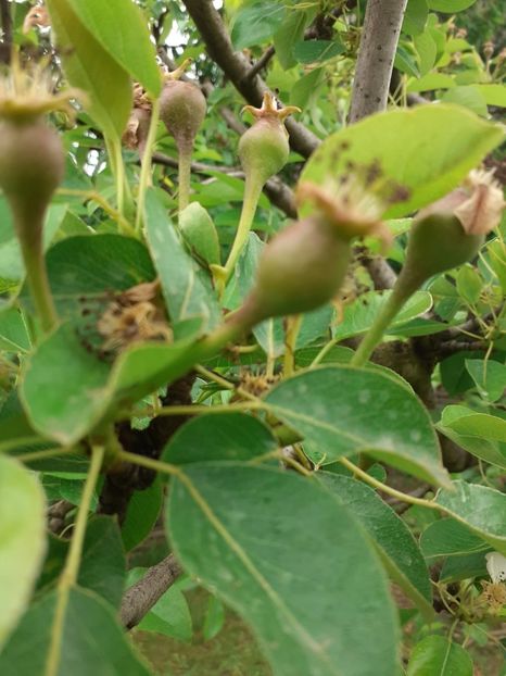 RZGZ4122 - 006 Gradina de la Roman 06 05 2020