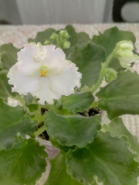 30 mar - ZZ AV Fairy Tale