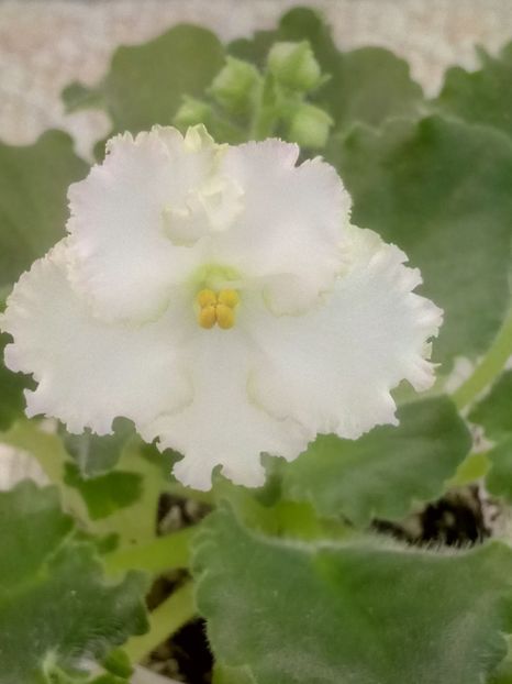 30 mar - ZZ AV Fairy Tale