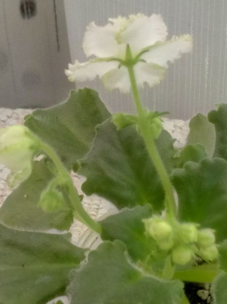 30 mar - ZZ AV Fairy Tale