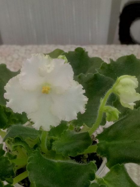 30 mar - ZZ AV Fairy Tale