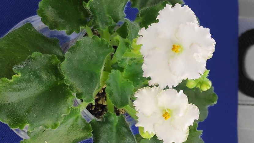 1 apr - ZZ AV Fairy Tale