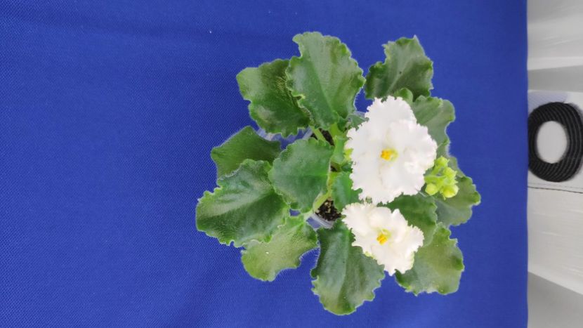 1 apr - ZZ AV Fairy Tale