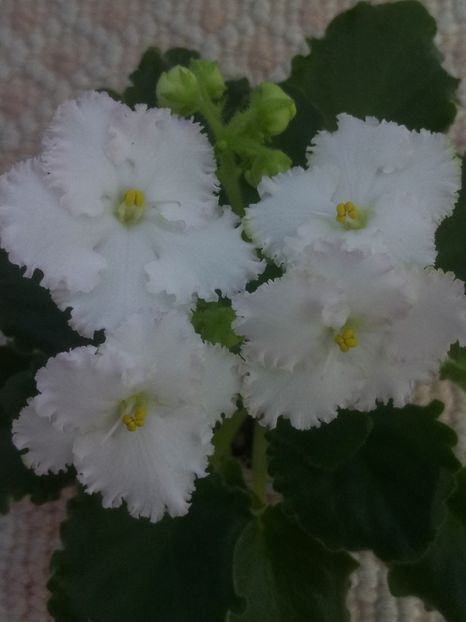 11 apr - ZZ AV Fairy Tale