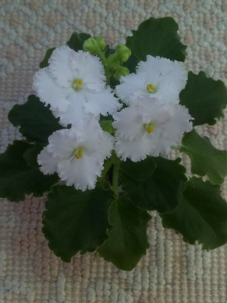 11 apr - ZZ AV Fairy Tale