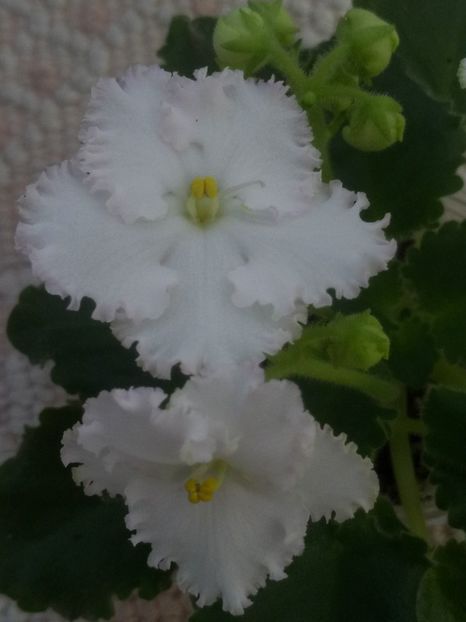 11 apr - ZZ AV Fairy Tale