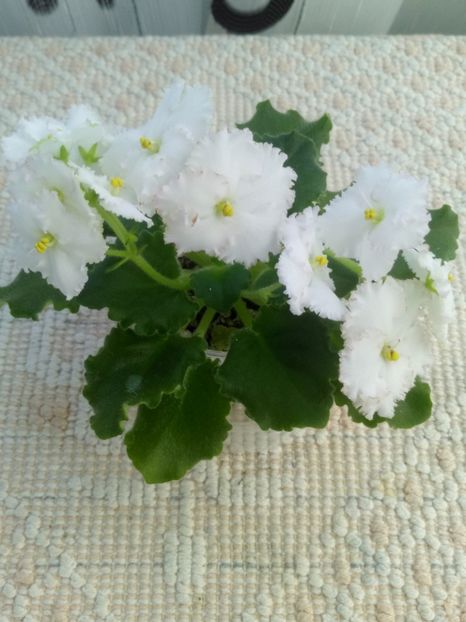 22 apr - ZZ AV Fairy Tale