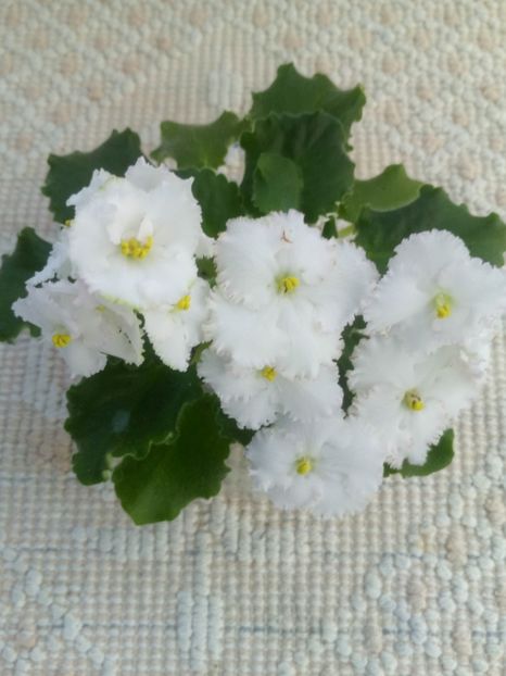 22 apr - ZZ AV Fairy Tale