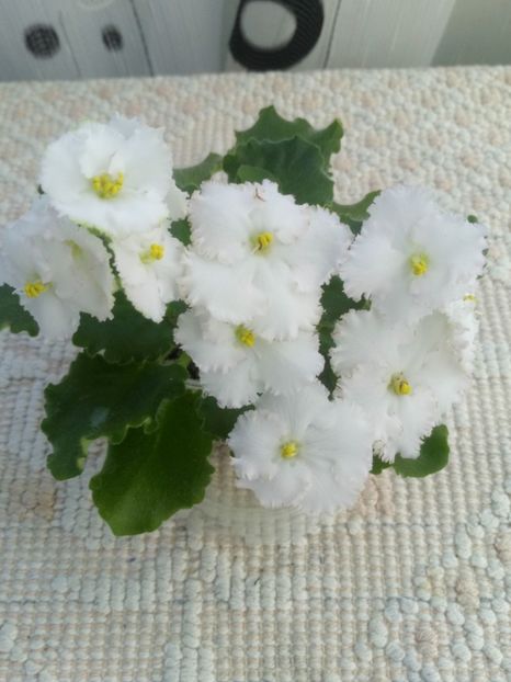 22 apr - ZZ AV Fairy Tale