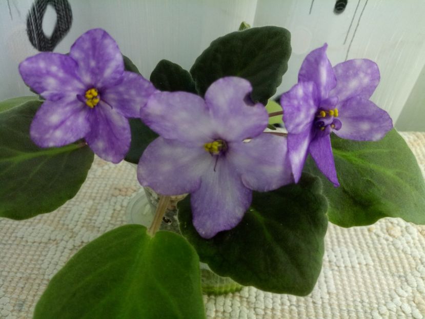 3 mai - ZZ AE Fly To The Moon