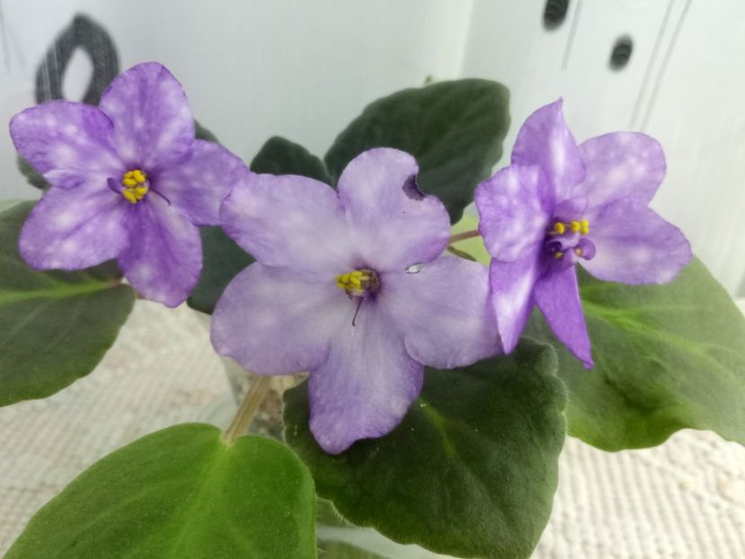 3 mai - ZZ AE Fly To The Moon