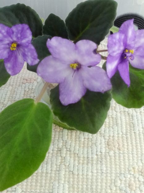 3 mai - ZZ AE Fly To The Moon