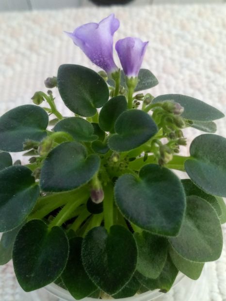 22 apr - SK Landscape in the Fog