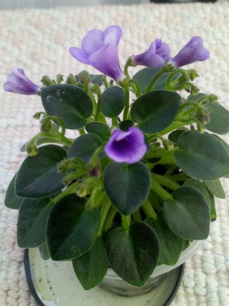 29 apr - SK Landscape in the Fog