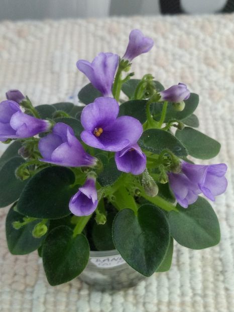 3 mai - SK Landscape in the Fog