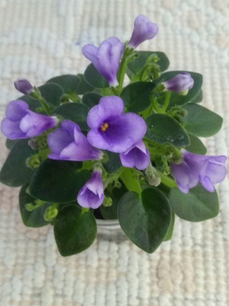 3 mai - SK Landscape in the Fog