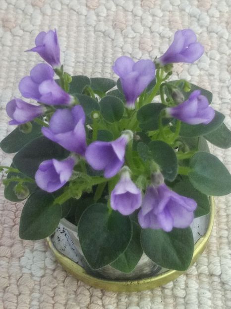 7 mai - SK Landscape in the Fog