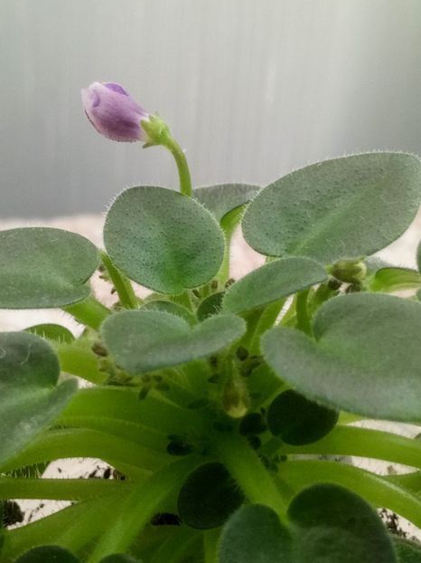 11 apr - SK Landscape in the Fog