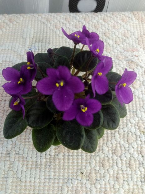 3 mai - ZZ Sensational Sandra