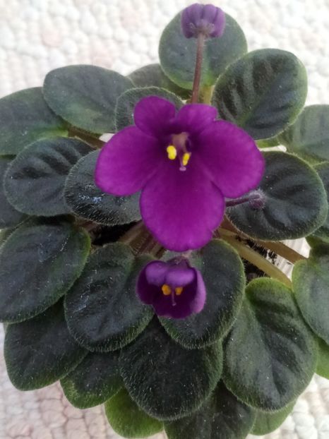 11 apr - ZZ Sensational Sandra