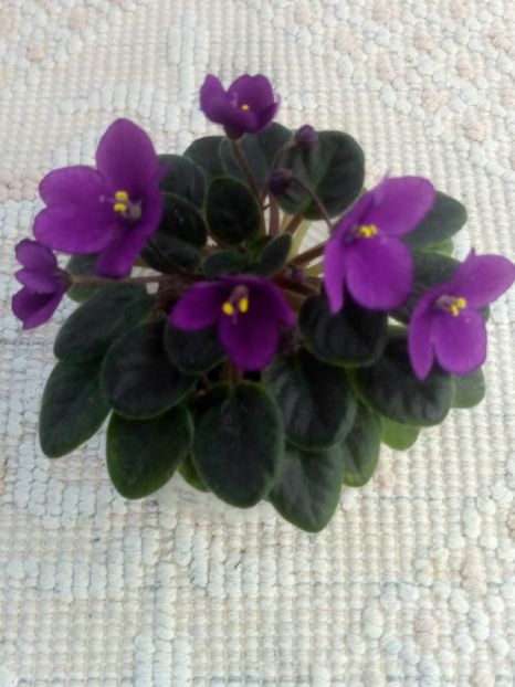 22 apr - ZZ Sensational Sandra