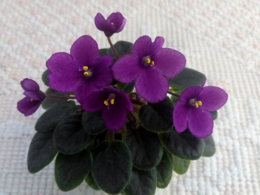 22 apr - ZZ Sensational Sandra