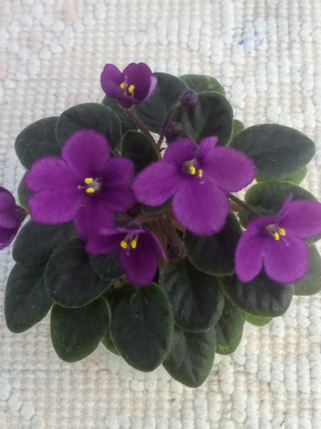 22 apr - ZZ Sensational Sandra