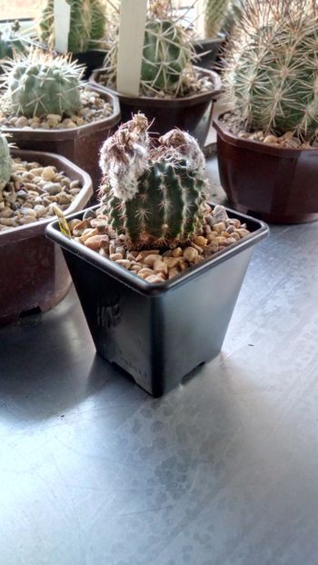 E. pulchellus subs. sharpii 0079 - Echinocereus