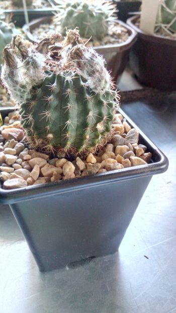 E. pulchellus subs.sharpii 0079 - Echinocereus