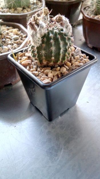 E. pulchellus subs.sharpii 0079 - Echinocereus