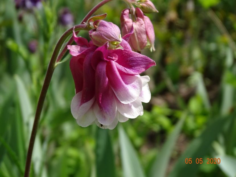  - Aquilegia 2020