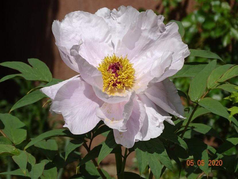  - Bujori arbustivi si itoh 2020