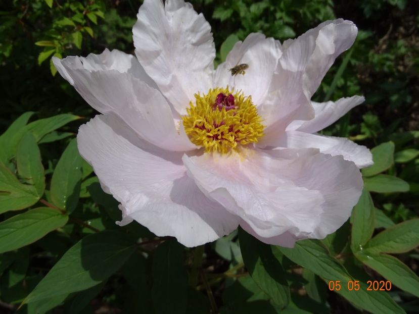  - Bujori arbustivi si itoh 2020