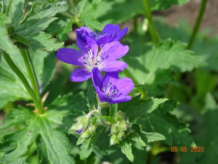 - Geranium 2020