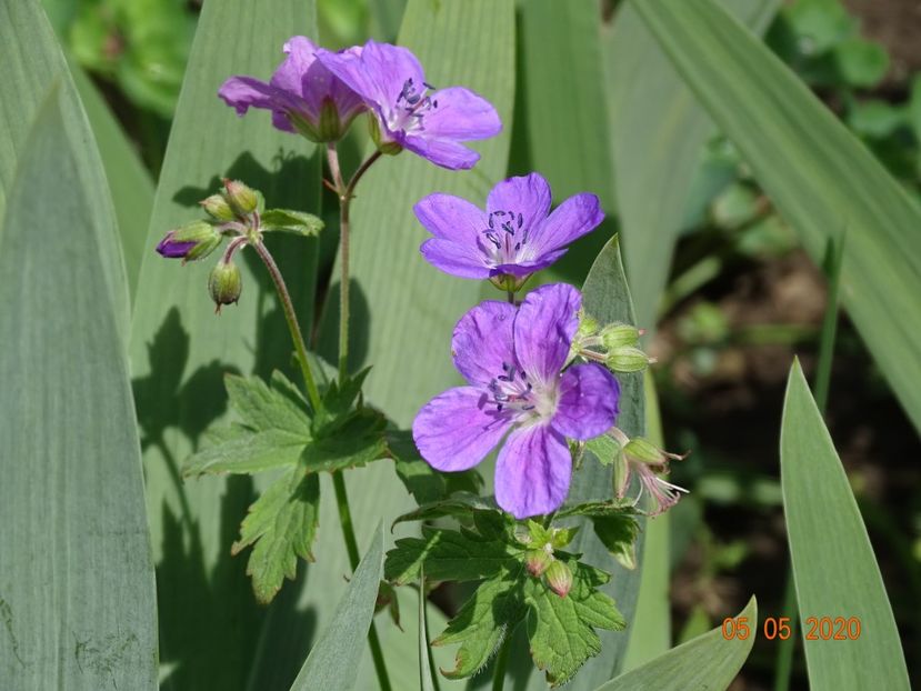  - Geranium 2020