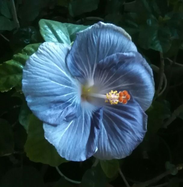 albastru de tot... - Hibiscus Moorea Mangy Blue
