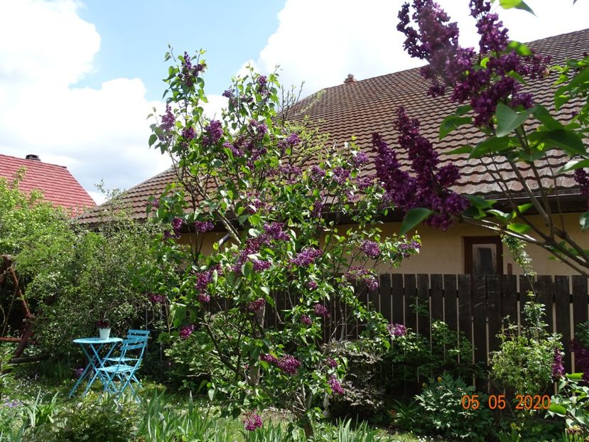  - Gradina 2020