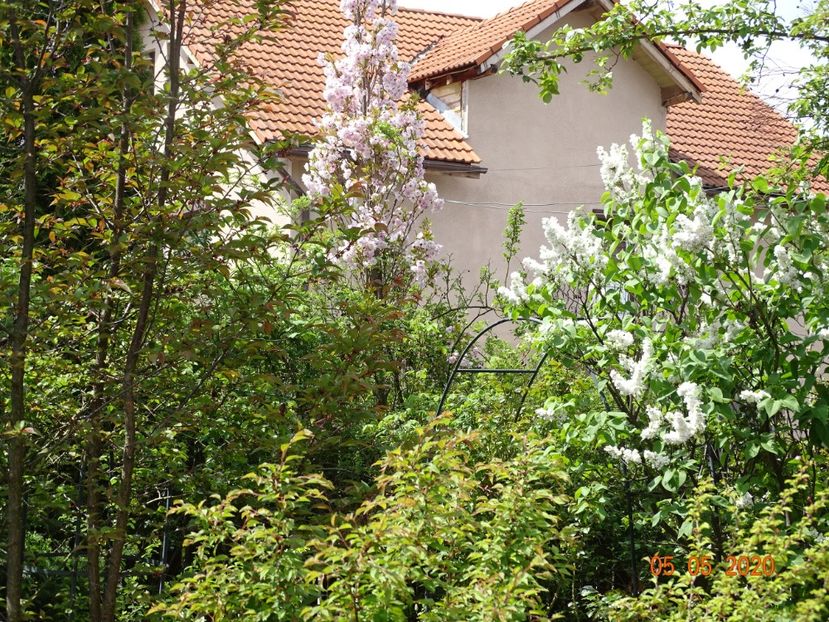 - Gradina 2020