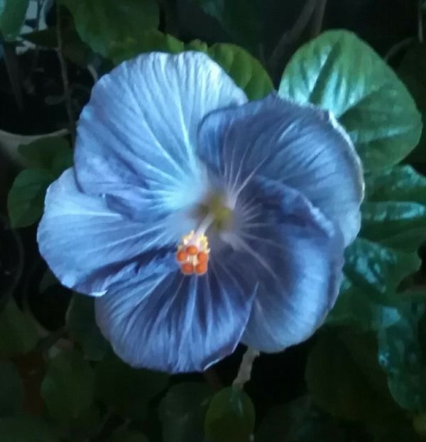  - Hibiscus Moorea Mangy Blue