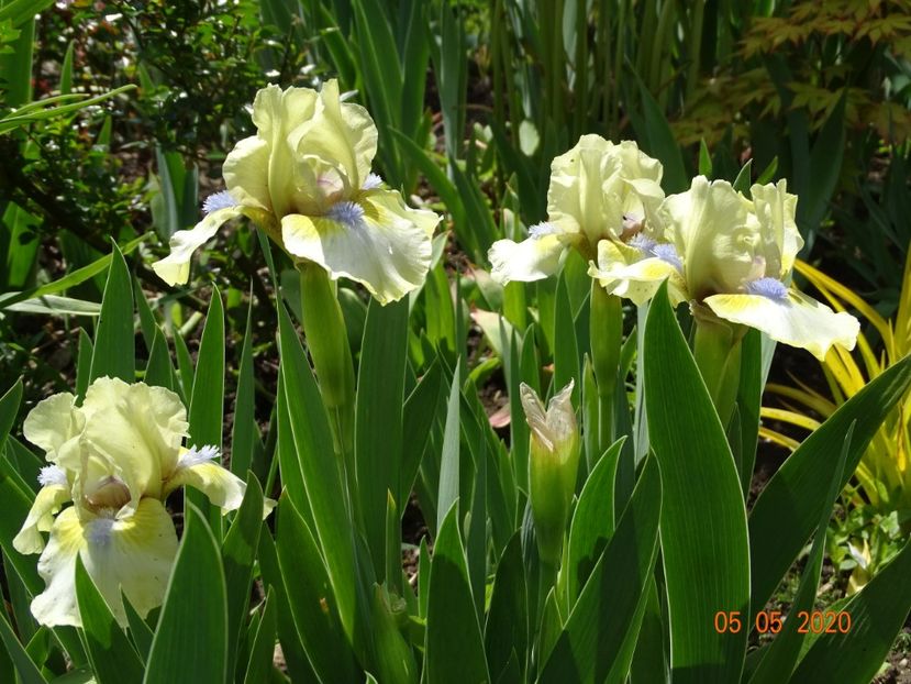 Dixie Pixie - Irisi 2020