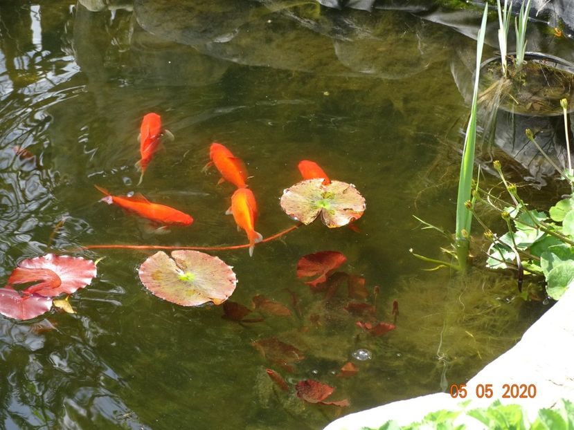 toti pestii la apel :) - Primavara 2020