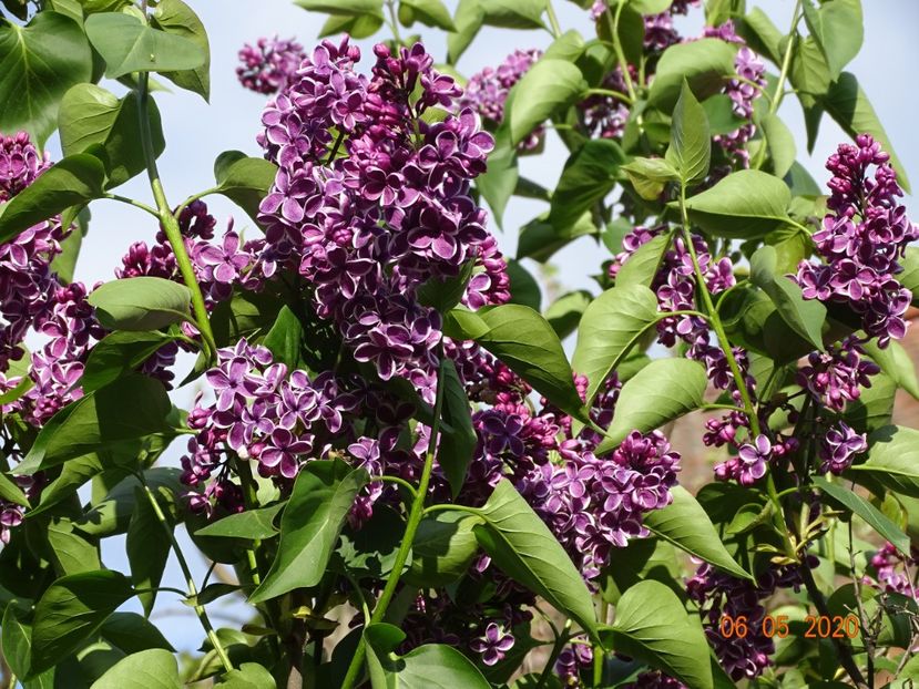  - Copacei si arbusti 2020