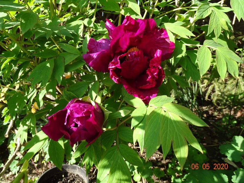  - Bujori arbustivi si itoh 2020