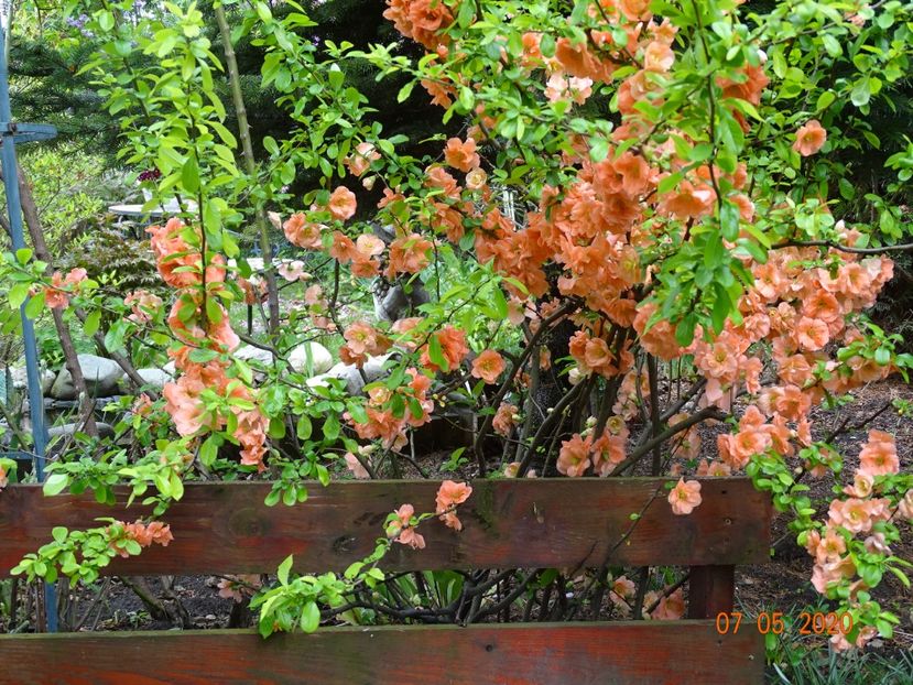  - Copacei si arbusti 2020