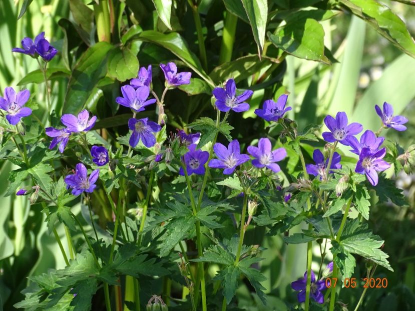  - Geranium 2020