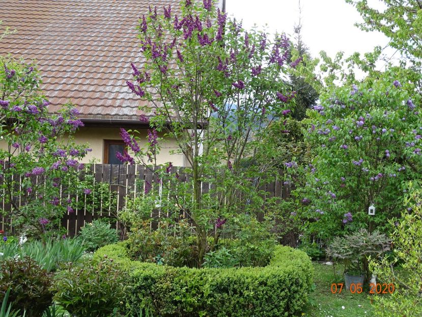  - Gradina 2020