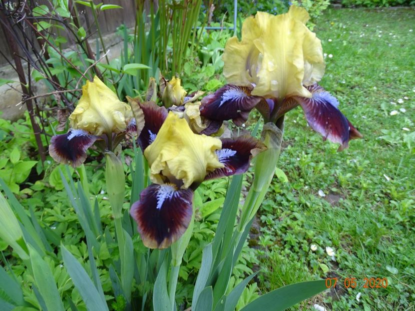 Being busy - Irisi 2020