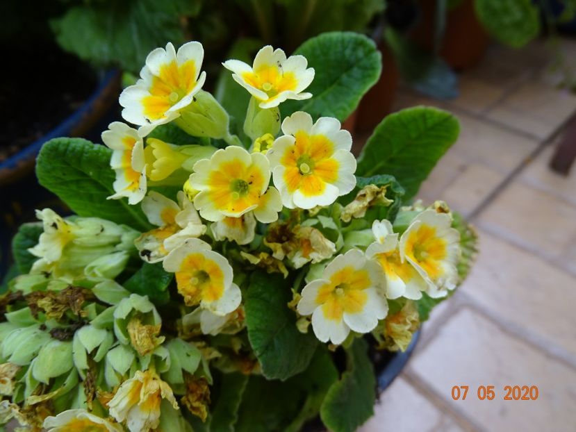 primula veris Lime and Orange - Primule 2020